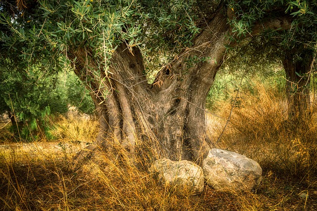 Oliventræets historie og betydning i Middelhavskøkkenet