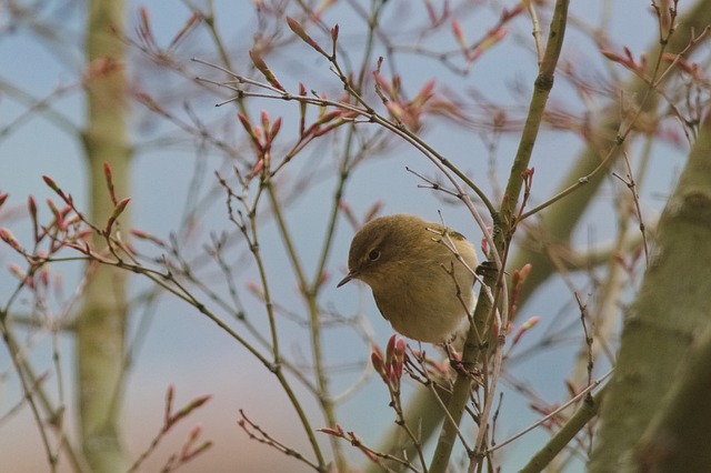 Fugle som skadedyr i haven: Sådan håndterer du dem